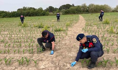 SALİHLİ'DE MISIR TARLASINDA KENEVİR